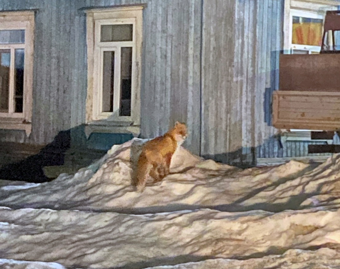    Фото очевидца