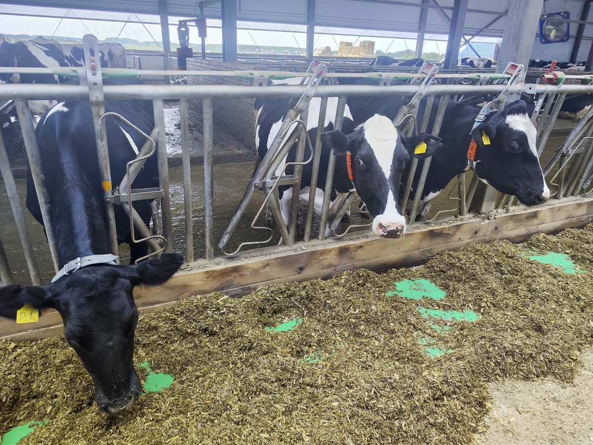 По данным главы ведомства, все обнаруженные очаги пастереллеза у скота удалось локализовать.  Фото: ФедералПресс / Ксения Кобалия