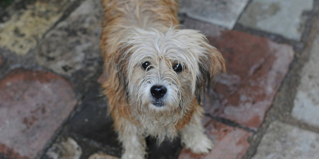 Преданный пес из Одессы покорил сердца британской семьи
