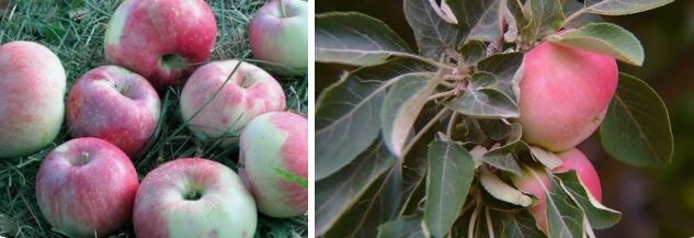 Яблоки с яблони Яндык. Фото из открытых источников