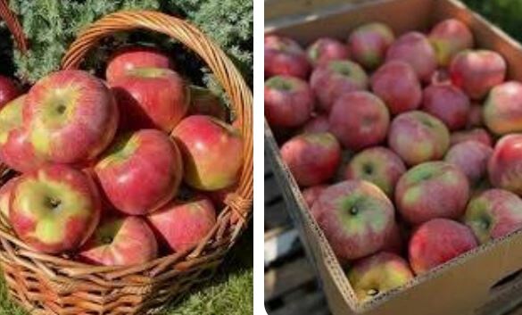 Алма-атинский апорт. Фото из открытых источников