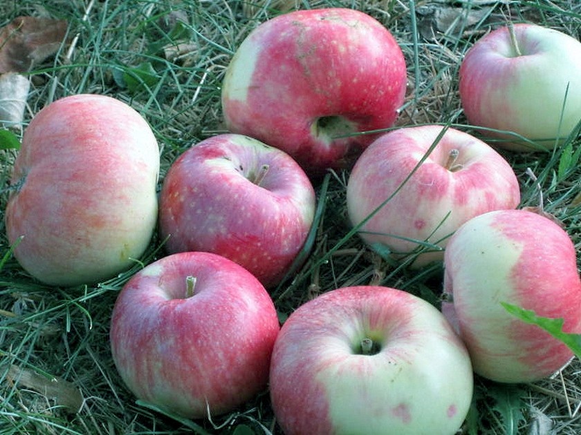  Яблоки Яндык. Фото 1, 2: https://agropedia.ru/yablonya-yandykovskoe/