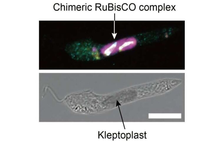    Фото: Osaka Metropolitan University
