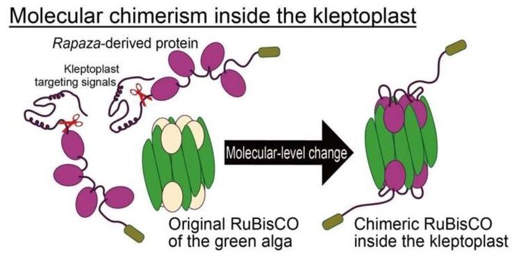 Белок, вырабатываемый R. viridis, содержит сигнал наведения, который направляет его в хлоропласт, заимствованный у зеленой водоросли, где он функционирует в составе белкового комплекса. Источник: Осакский столичный университет.📷    Украденные хлоропласты дают ключ к пониманию происхождения растительных клеток
