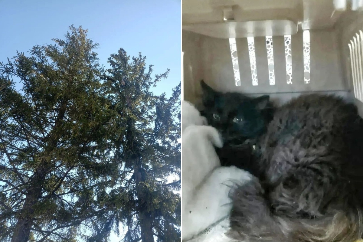 Фото: сообщество ВК «ЗооСпас в Екатеринбурге»  📷
