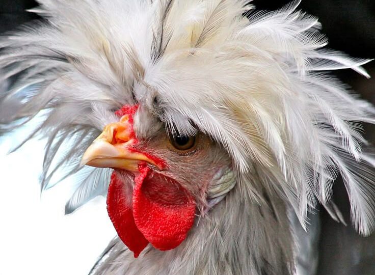 Витамин E для кур несушек