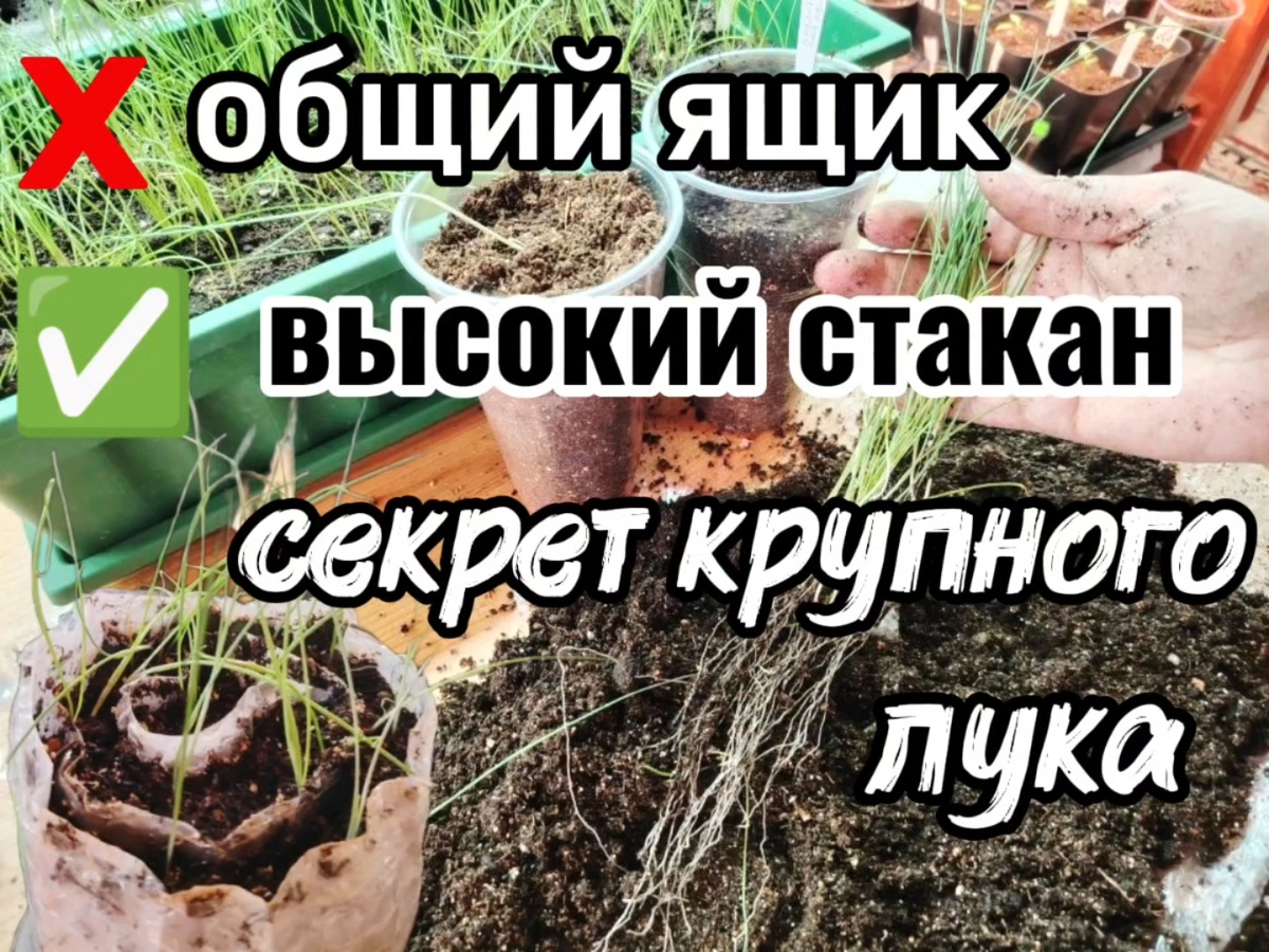 Рассаживаем лук