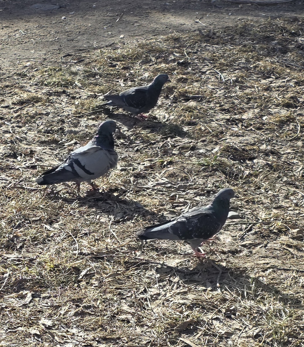 Просто голуби. За нашим домом на дереве висит кормушка, поэтому их много около неё 