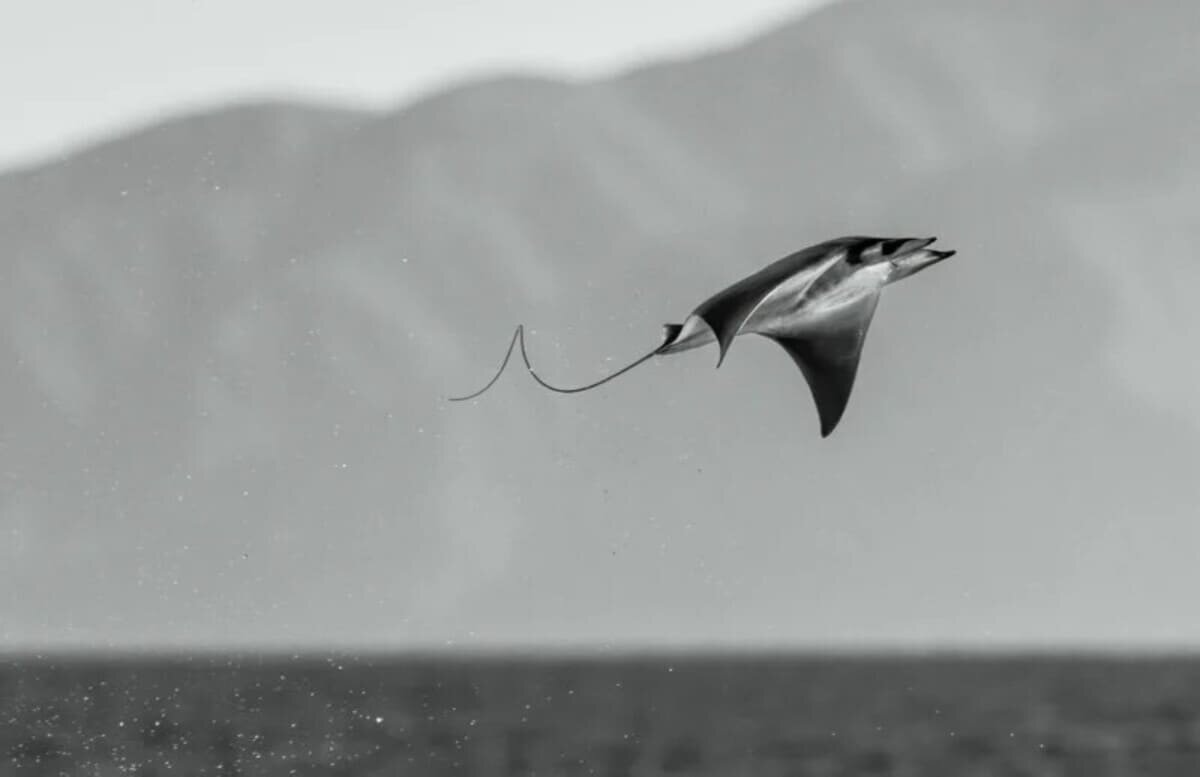    Снимок из портфолио «Фотографа года» / © Angela J. Sanchez