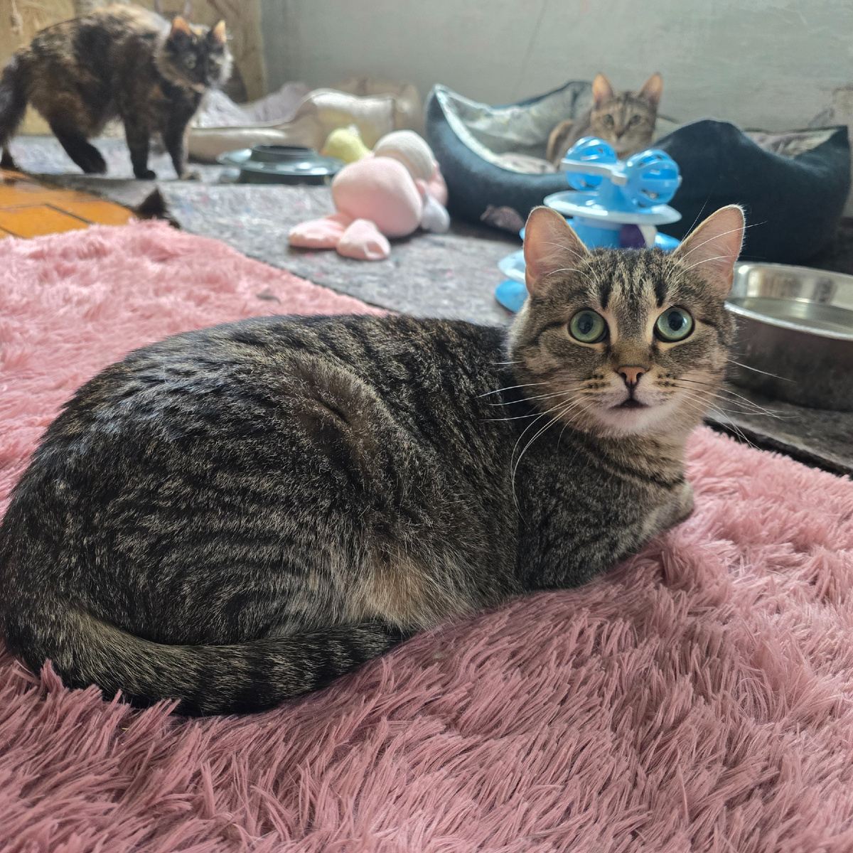 бывший дикарь теперь домашний ангелочек мурчит