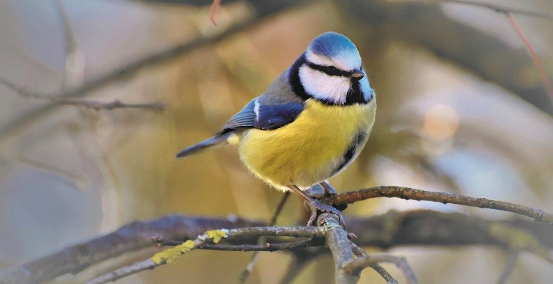    Фото: pixabay.com