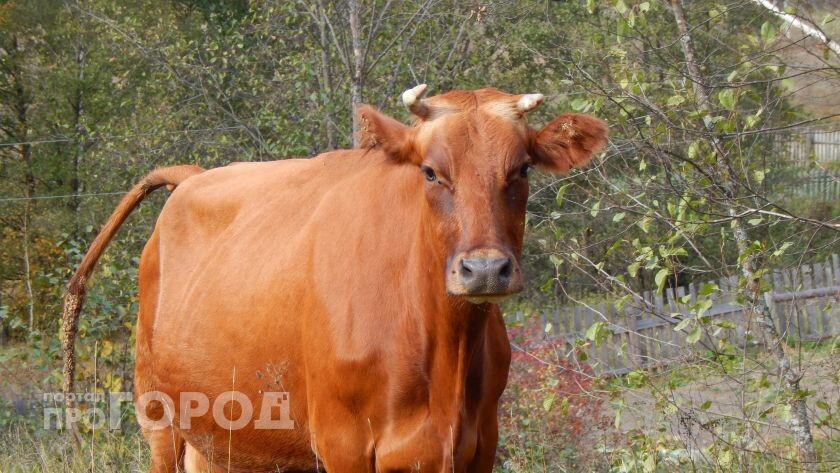    из архива "Про Город"