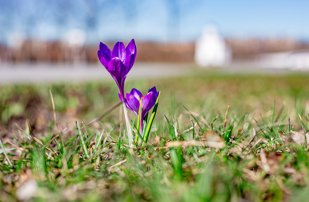 Погода в Твери 25 марта. Солнце светит