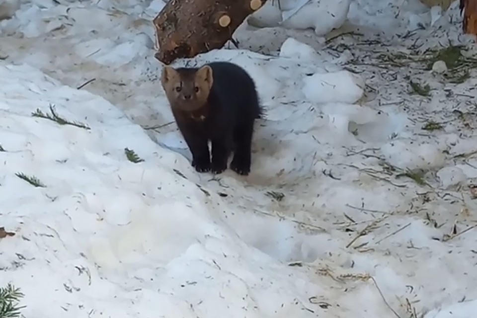    Кадр видео: ГКАУК «Пермский зоопарк»