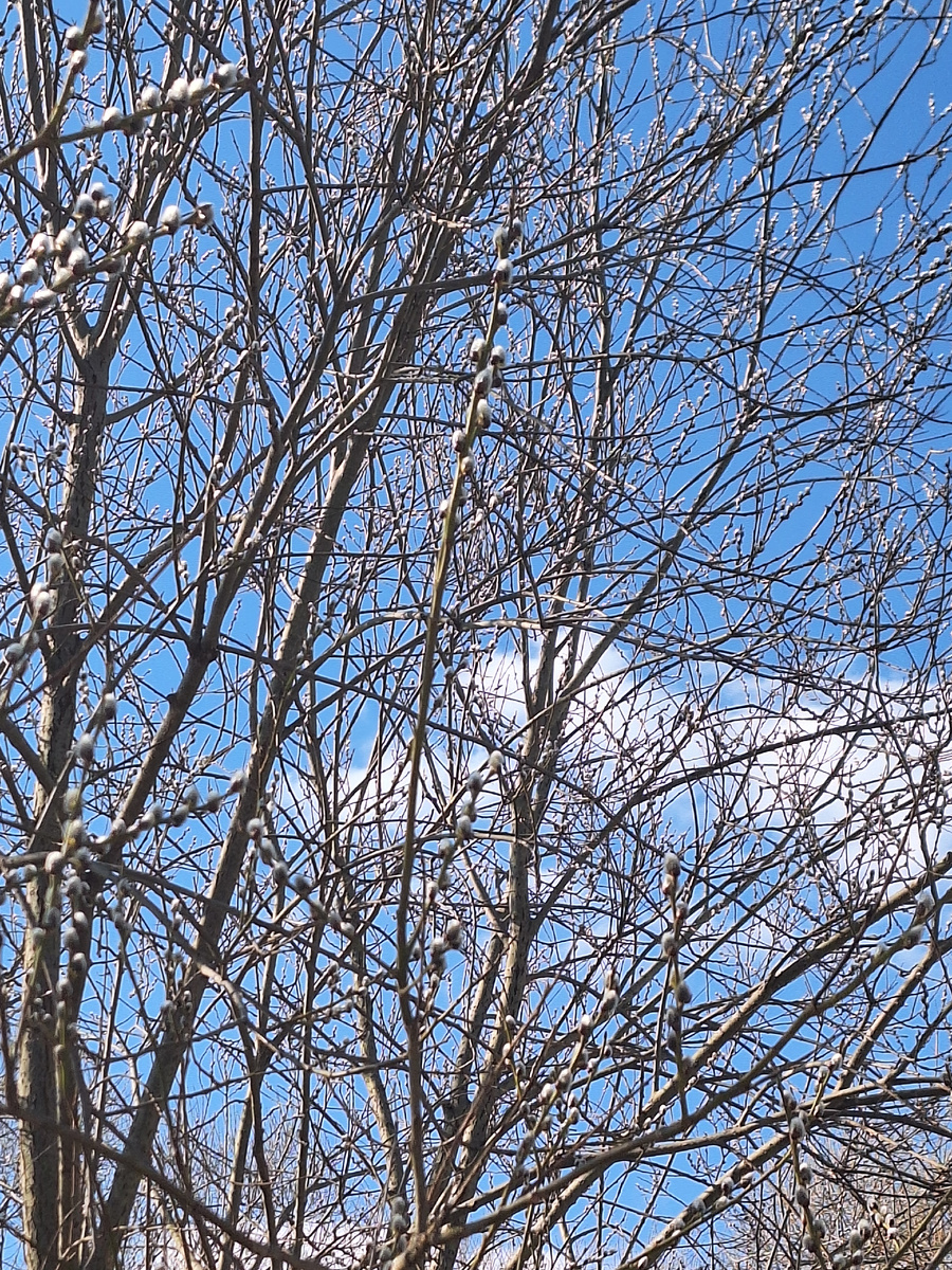 Весеннее небо в Новопеределкино. Фото - собственность автора канала "ТАК НАДО".