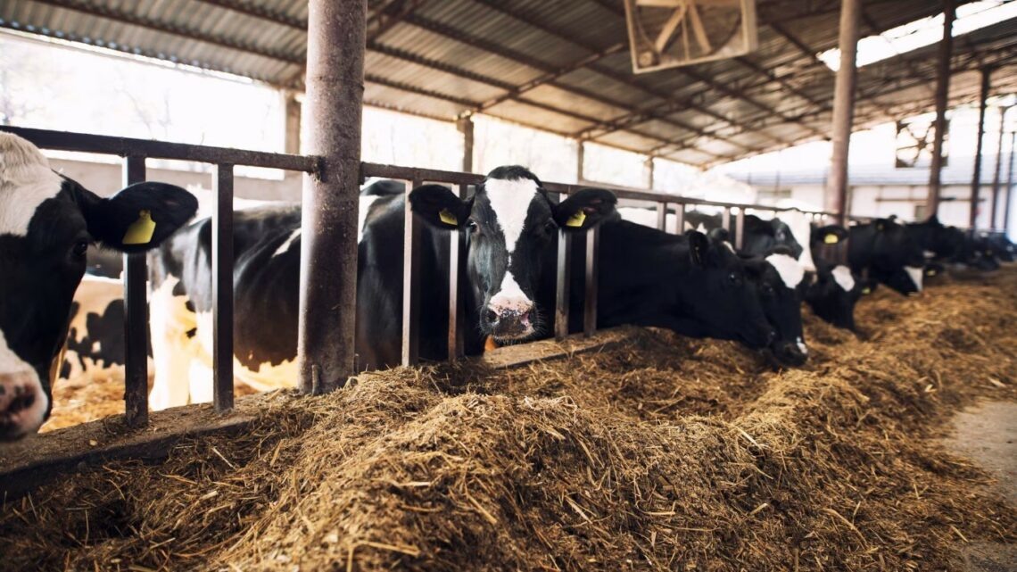    фото: aleksandarlittlewolf / freepik.com