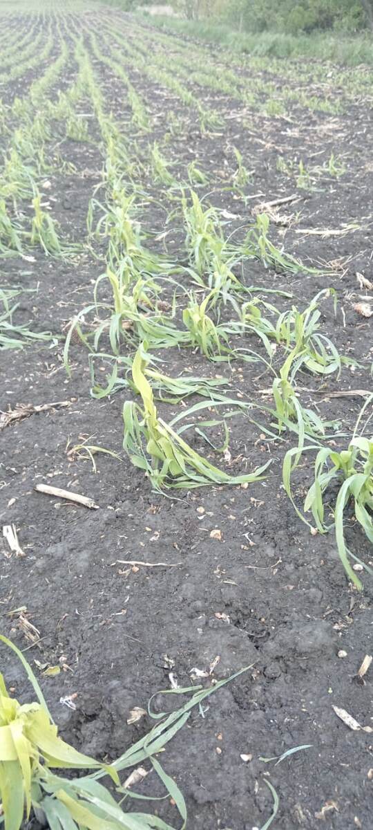 Кукуруза после града 17.05.24