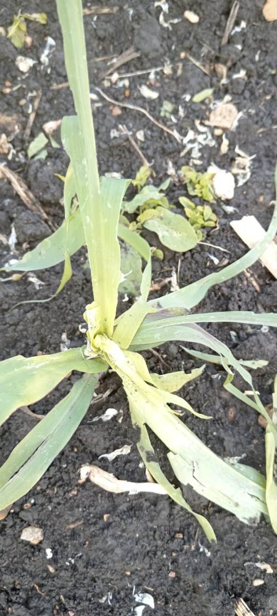 Кукуруза после града 17.05.24