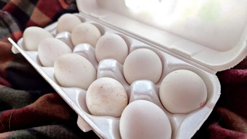     Яйца. Куриные яйца. Анастасия Панченко