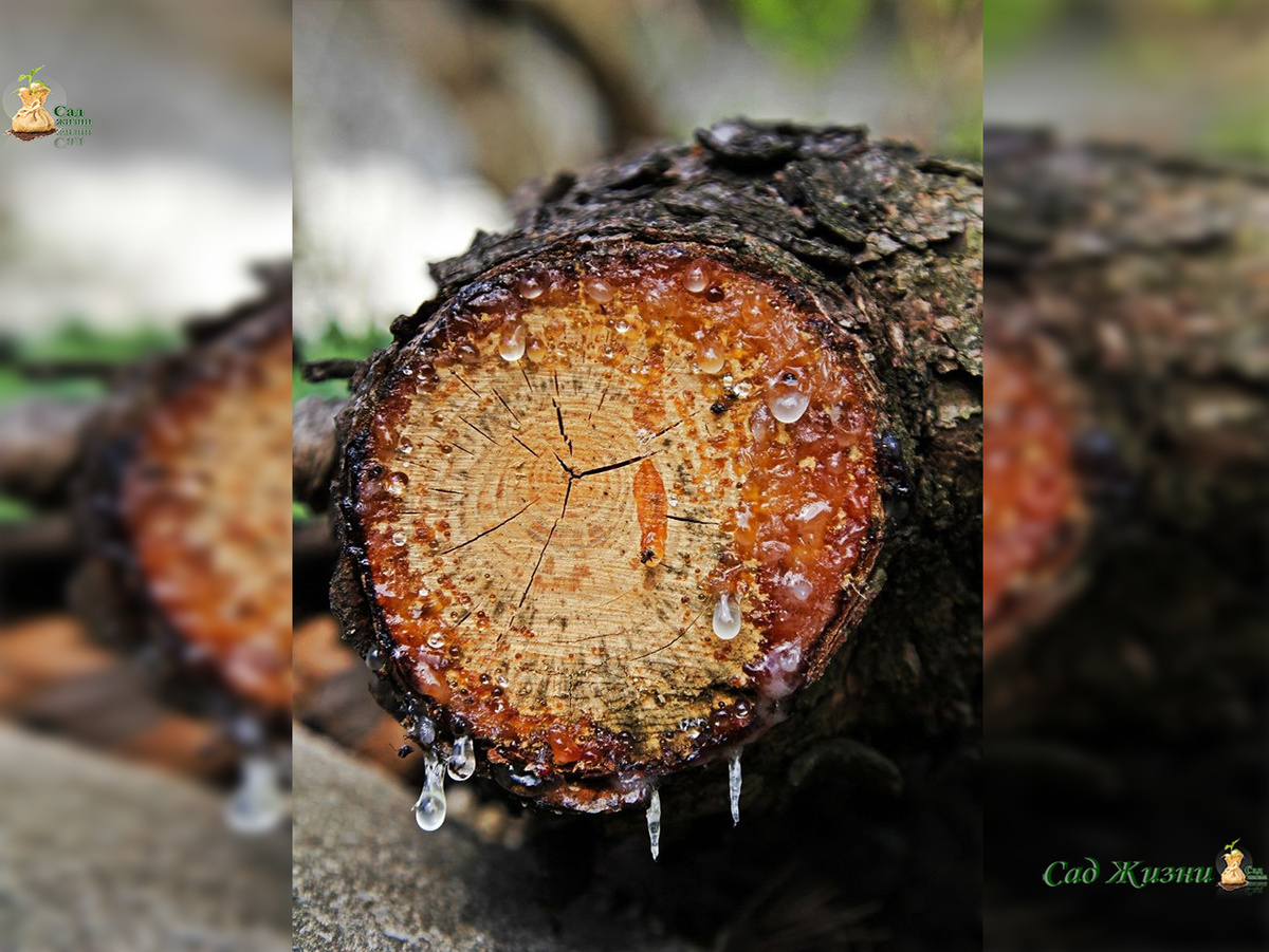 Камедь — это не болезнь, а сигнал: дерево уже повреждено
