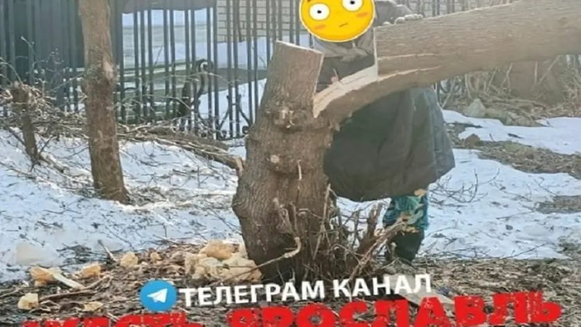    Фото: телеграм-канал Жесть Ярославль с сайта s16.stc.yc.kpcdn.net