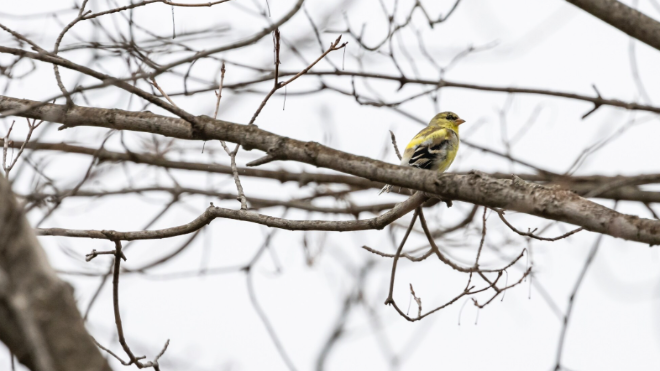 Дожди и усиление ветра ждут жителей Ленобласти 25 марта
