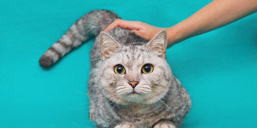 Молли: выживала три недели зимой в холодном подъезде😭 Мечтает о тепле и семье в новом доме🙏