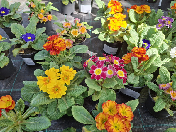 Чудеса в садовом центре. Чем еще "порадуют" покупателей магазины и производители посадочного материала?