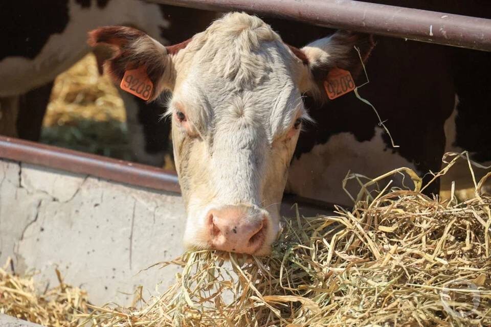    фото: Дмитрий Рогулин / "Городские вести"