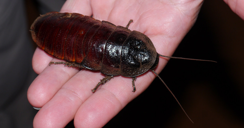 Топ-10 гигантских тараканов планеты: список самых крупных видов