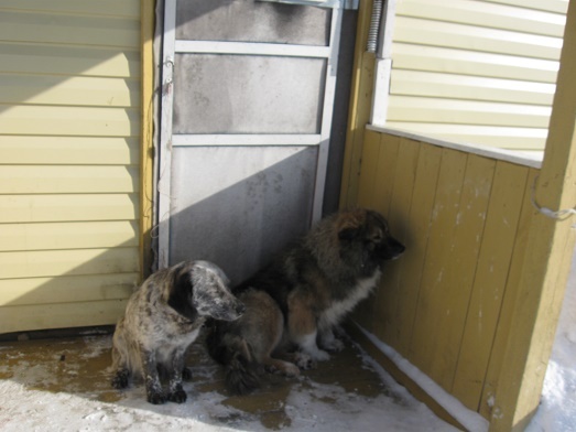 Фотографии Татьяны Немшановой разных лет. Март рядом. Двор таёжного села Саранпауль. Двортерьеры на крыльце мкд. Крайний Север Западная Сибирь Приполярный Урал Зауралье ХМАО Югра.