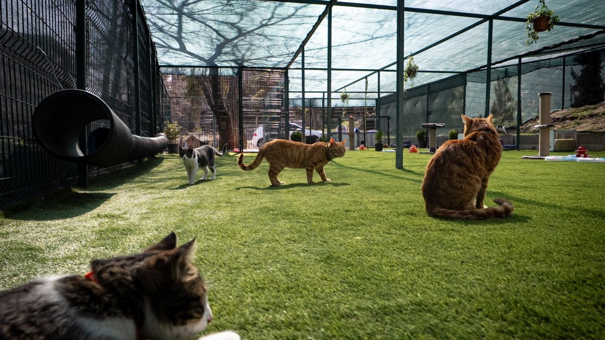 Фото: https://www.dailysabah.com/turkiye/turkiyes-parliament-opens-modern-play-care-area-for-cats/news