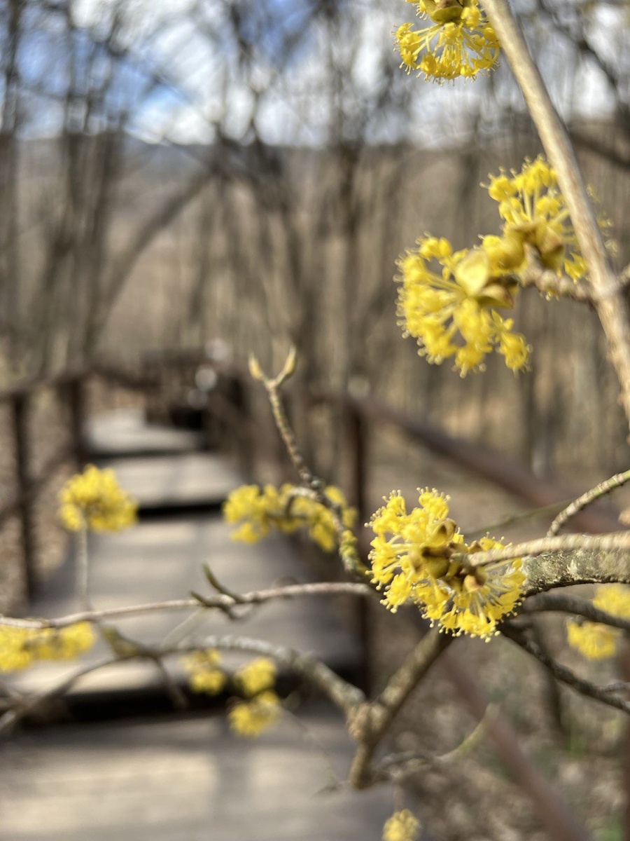 Весной здесь красиво цветёт кизил. 