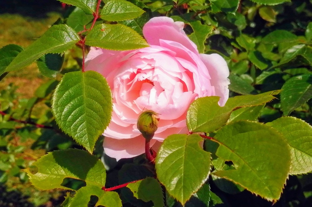    При повышении температуры зимнее укрытие может создать парниковый эффект, что даже опаснее для спящих почек, чем лёгкий мороз