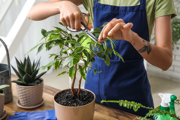 Pixel-Shot/Shutterstock/FOTODOM   📷