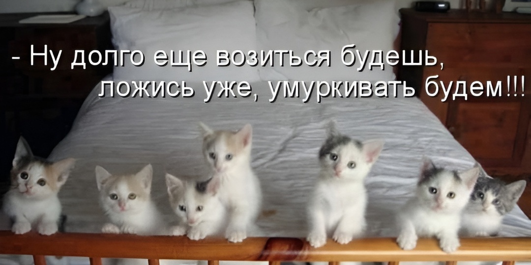 Мемы с котиками для отличного настроения: 15 смешных историй в фото