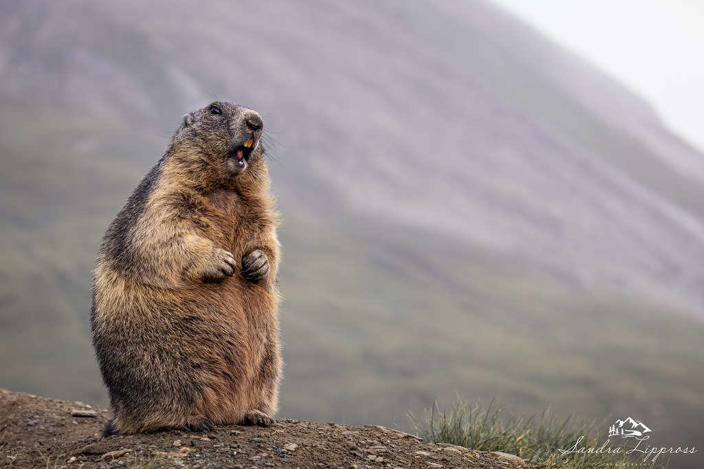 В природе эти «столбики» — главные дозорные высокогорий.