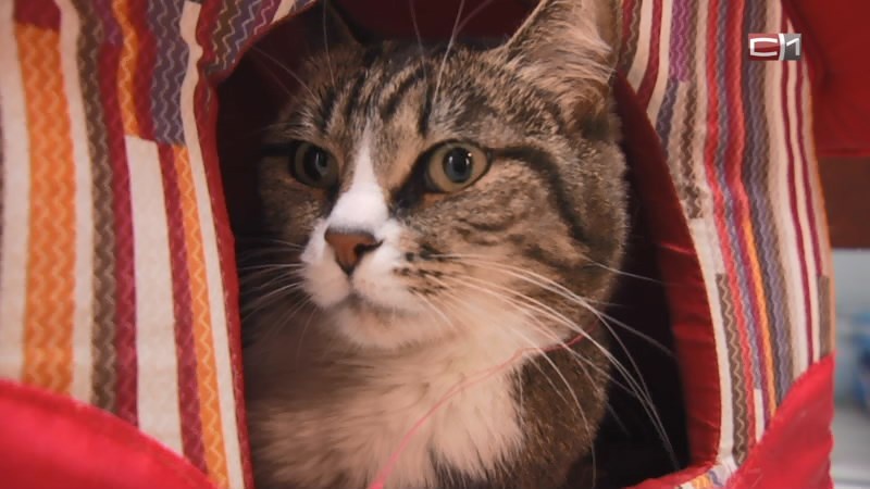    Фигуранткой уголовного дела стала жительница Сургута, избившая своего кота