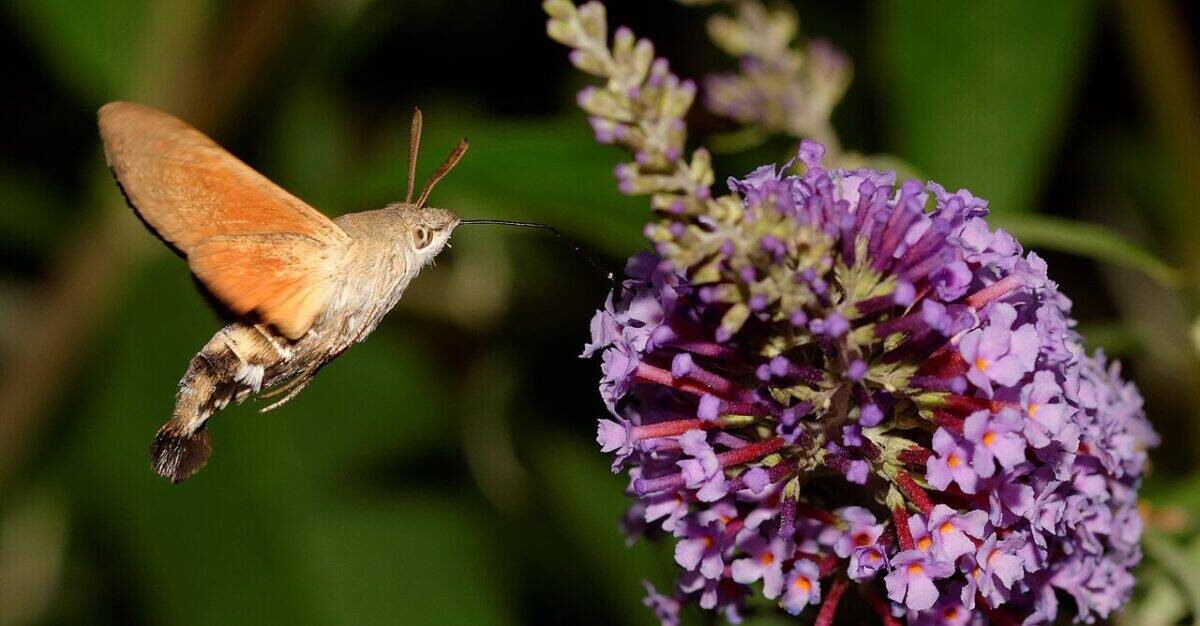    Moro sphinx ou Sphinx colibri ou Sphinx du caille-lait (Macroglossum stellatarum), butinant des fleurs de buddleia de David (Buddleja davidii). Василий Соколов