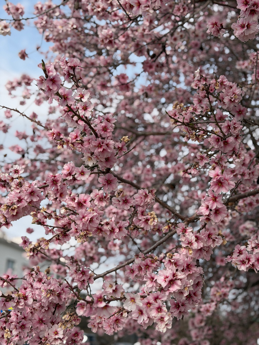 Цветет Миндаль 