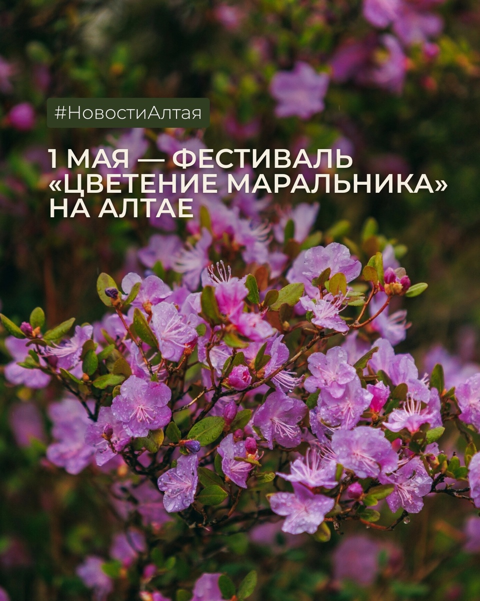 Елена Захарова, архив фестиваля «Цветение маральника»