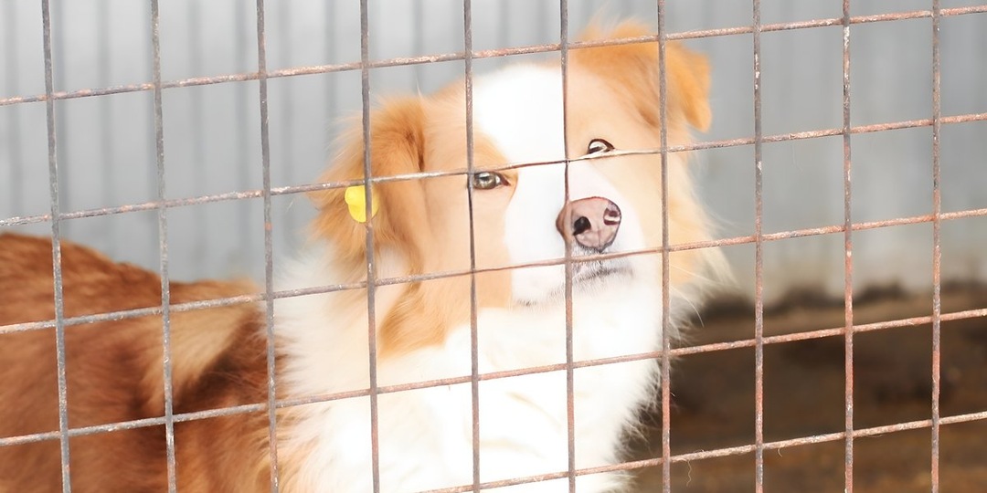 Рыжий и добрый: пес Бармалей из Брянска ждет свою семью