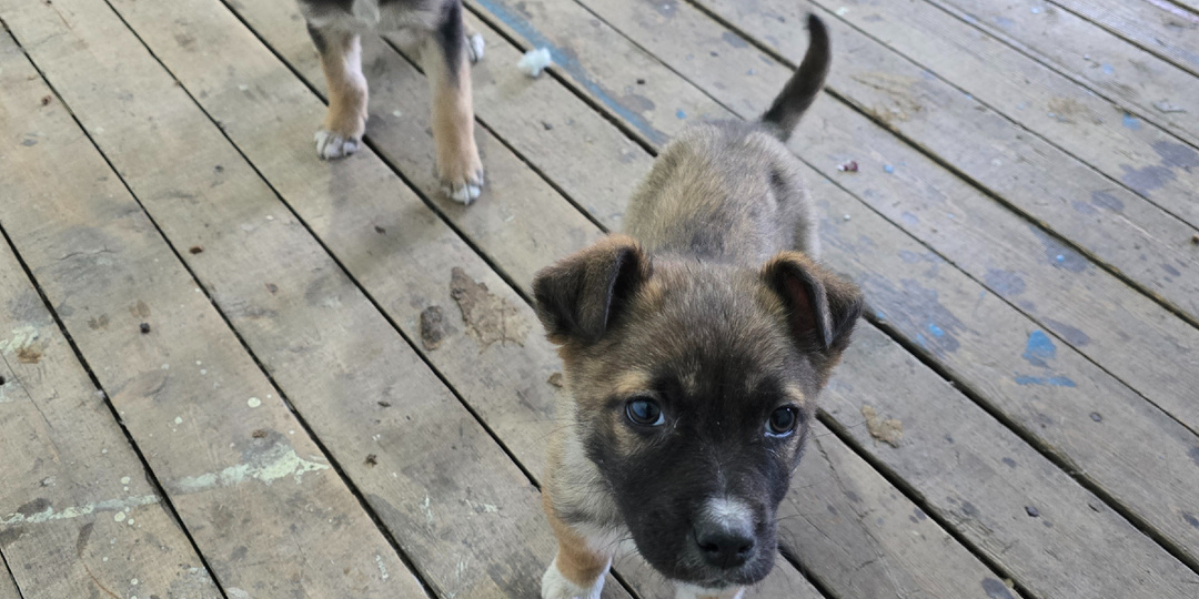 Через забор в мешке. Четверо.