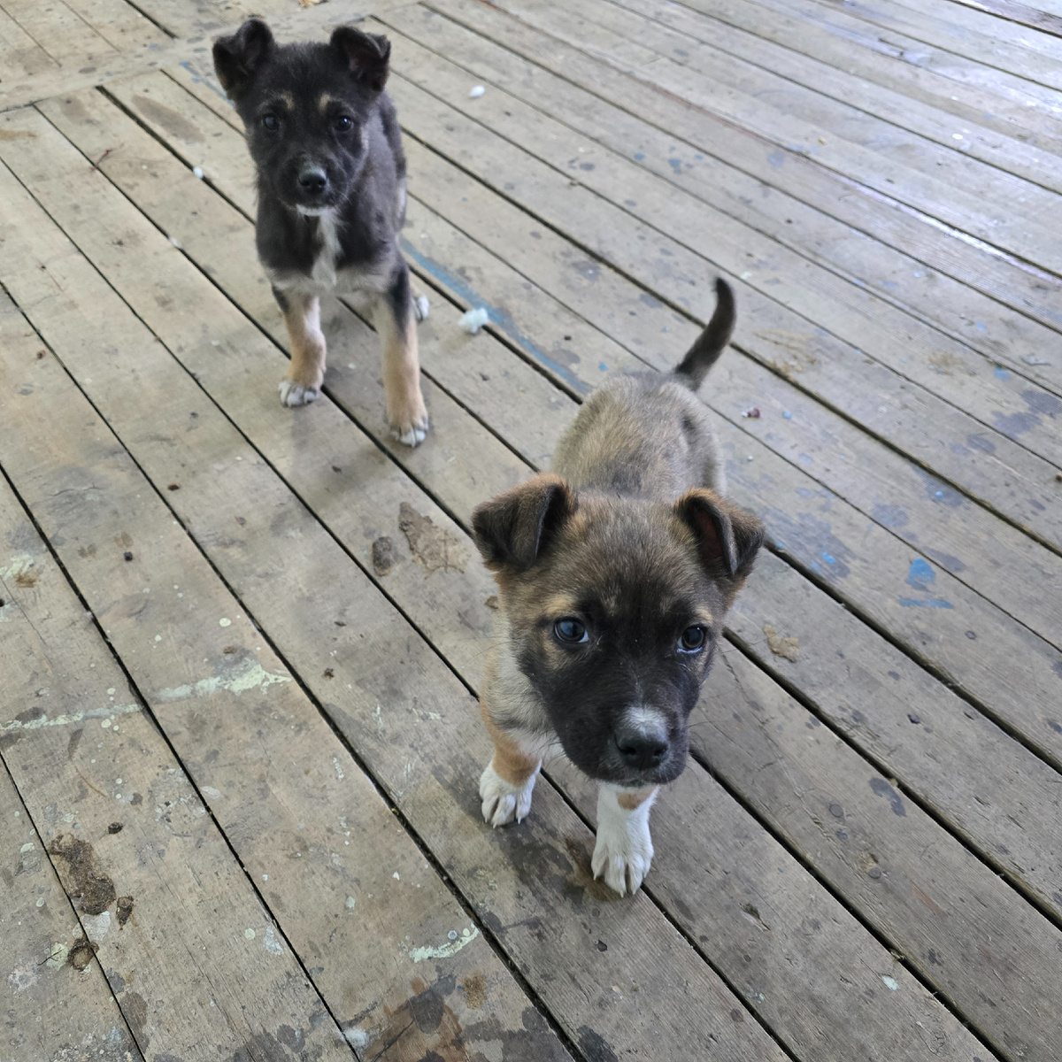 два малыша смотрят растерянно вверх