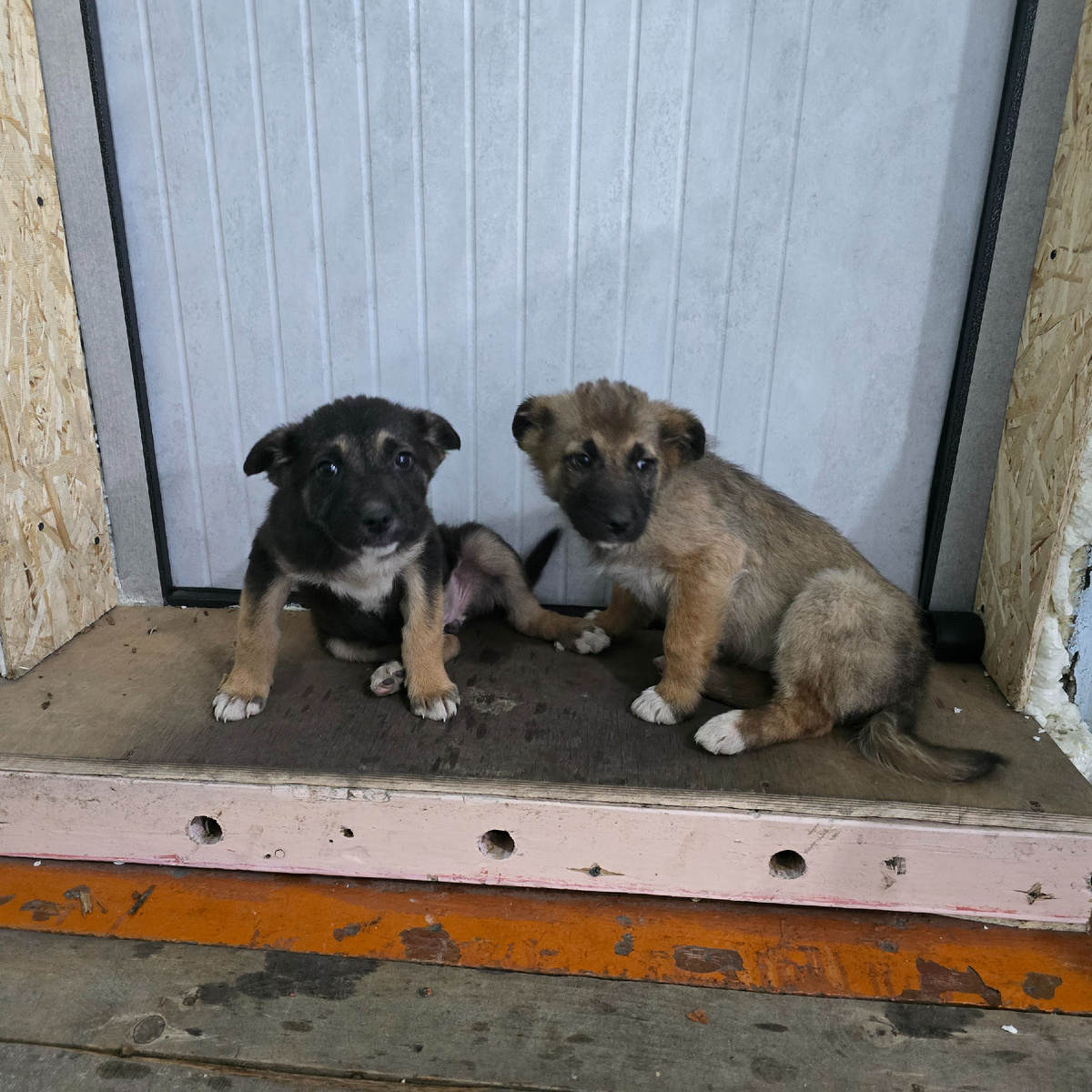 двое прижались друг другу ища защиту