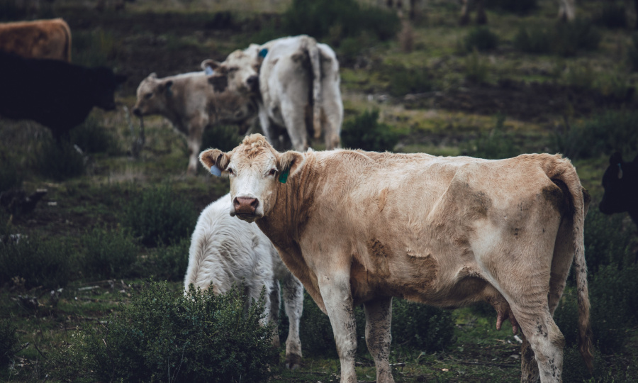 «Почему, когда их сжигают, они кричат?»: в селах под Новосибирском коров бросали в огонь обездвиженными, но живыми