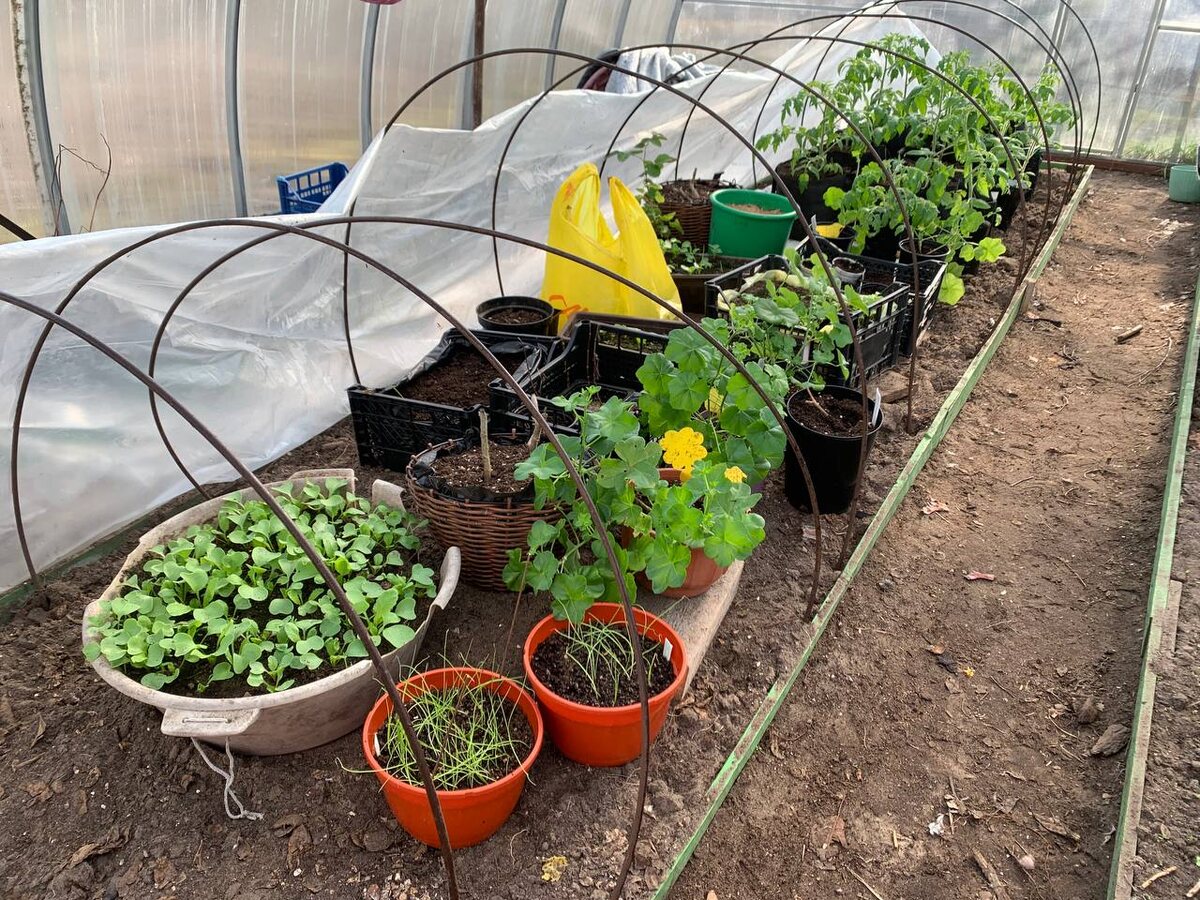 В теплице, 25.03.26. Фото автора