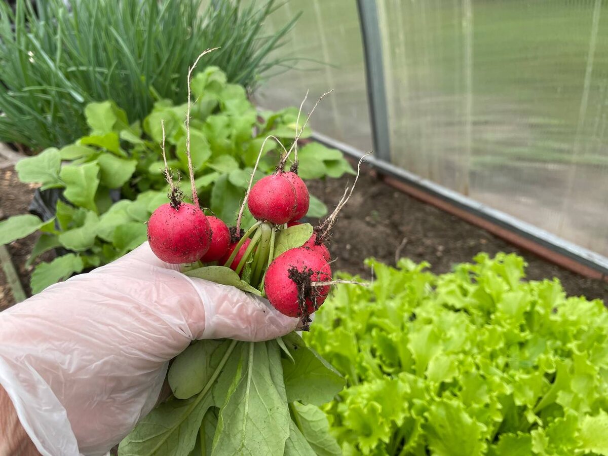 Такой урожай был в неотапливаемой теплице 14 апреля 2025 года. Фото автора