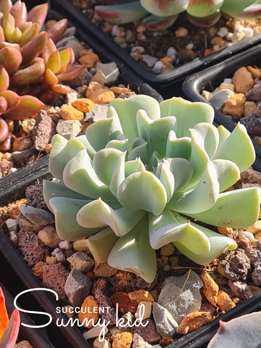 Echeveria Topsy Turvy. Летний выгул. Лето 2025