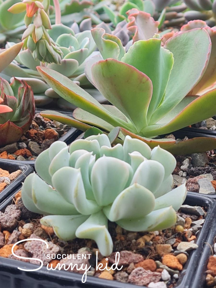 Echeveria Topsy Turvy. Летний выгул. Сентябрь 2025